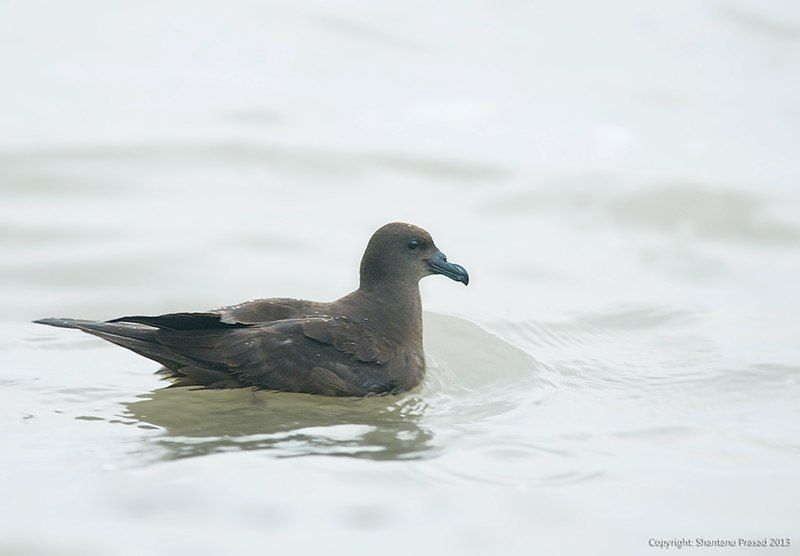 File:Jouanin's Petrel.jpg