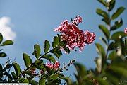 'Hopi' cultivar against the sky