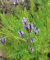 Lavandula canariensis