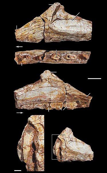 File:Lepidus maxilla.jpg