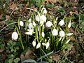 Leucojum vernum