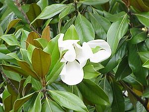 Magnolia (Magnolia grandiflora)