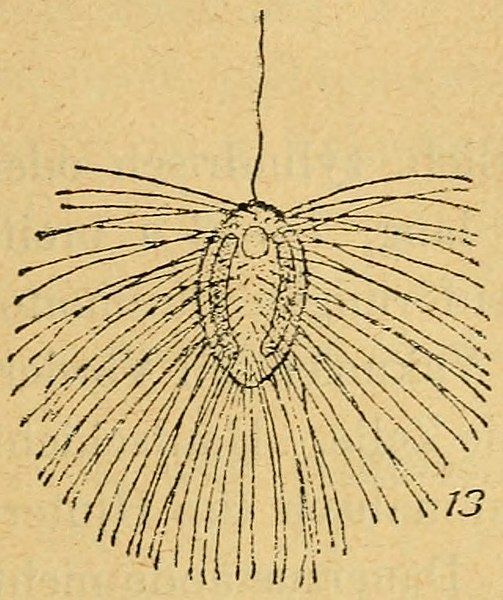 File:Mallomonas longiseta.jpg