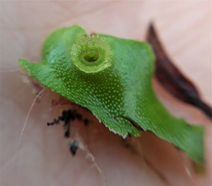 File:Marchantia berteroana 2.jpg