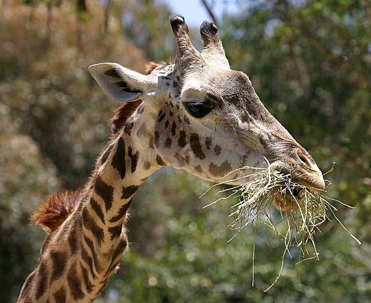 File:Masai Giraffe head.jpg