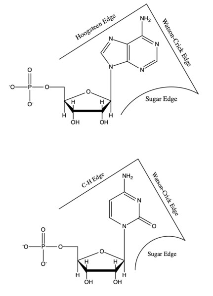 File:Nucleobase edges.png