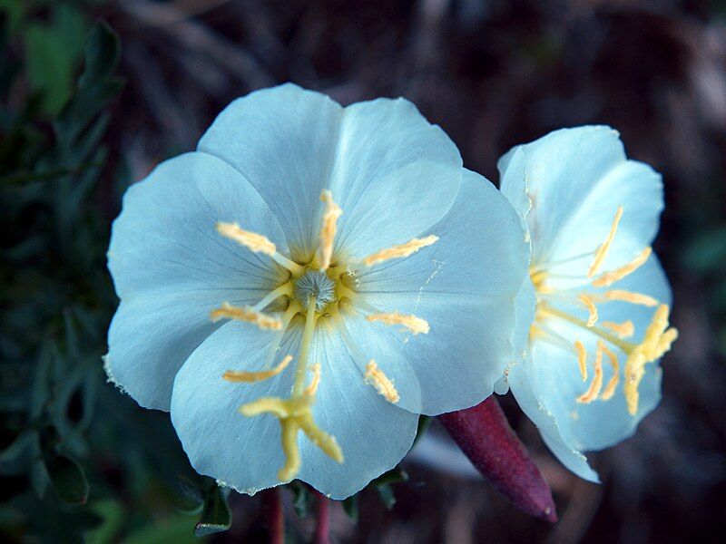 File:Oenothera albicaulis NPS-01.jpg