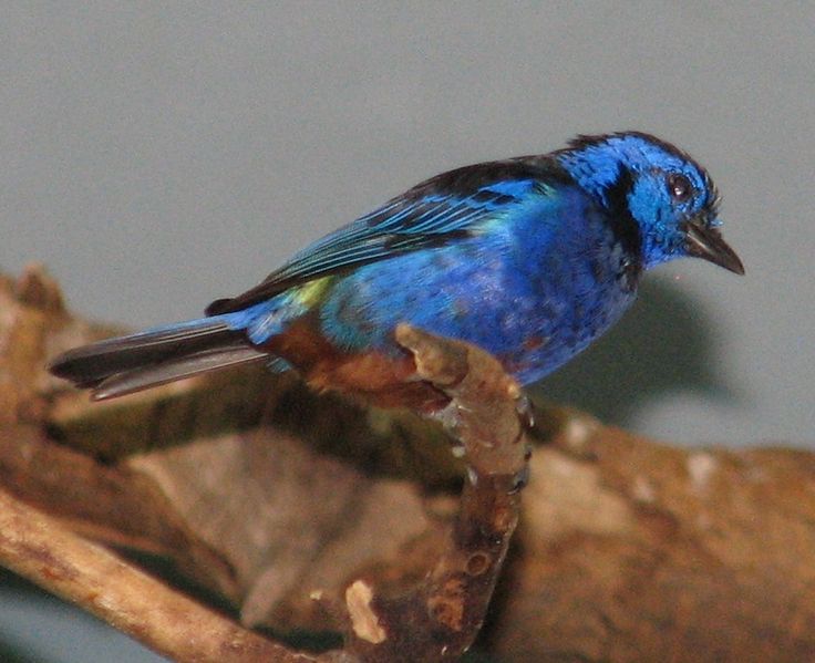 File:Opal-rumped Tanager.jpg