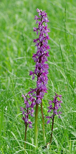 Orchis mascula