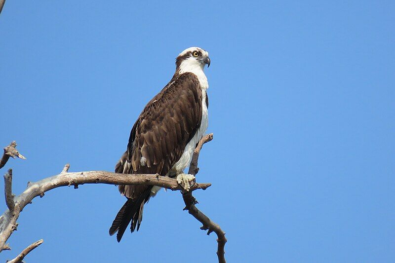 File:Osprey, 2023-09-28.jpg