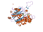 1wl4: Human cytosolic acetoacetyl-CoA thiolase complexed with CoA