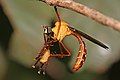 Pegesimallus sp. robberfly eating a beetle