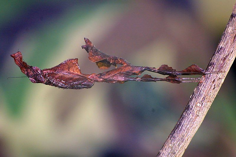 File:Phyllocrania Paradoxa Subadult.JPG