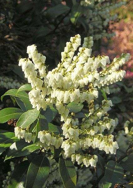 File:Pieris floribunda.jpg