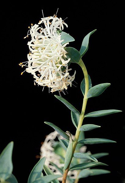 File:Pimelea floribunda.jpg