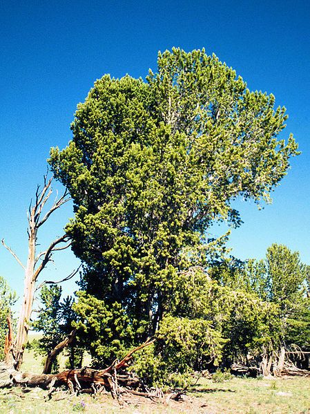 File:Pinus albicaulis Bolstad.jpg