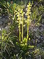 Platanthera chlorantha