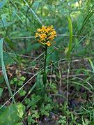 Platanthera cristata