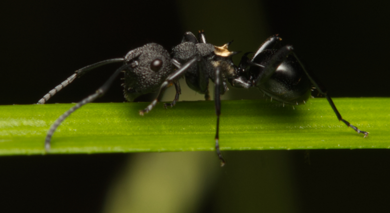 File:Polyrhachis machaon.png