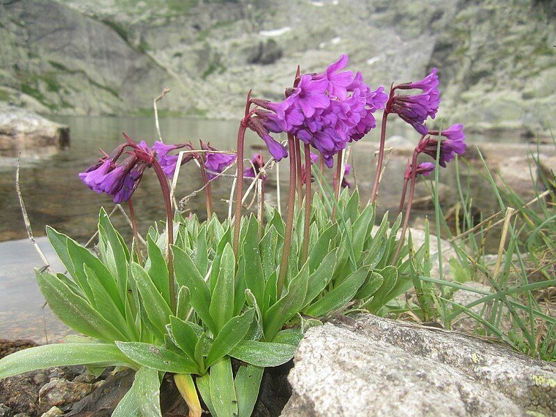 File:Primula deorum.jpg