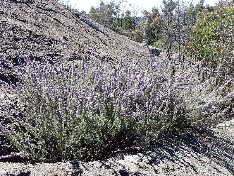 File:Prostanthera teretifolia habit.jpg