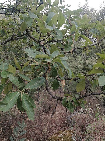 File:Quercus Laeta.jpg