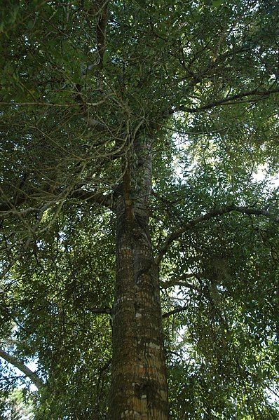 File:Quercus laurifolia (24059281012).jpg