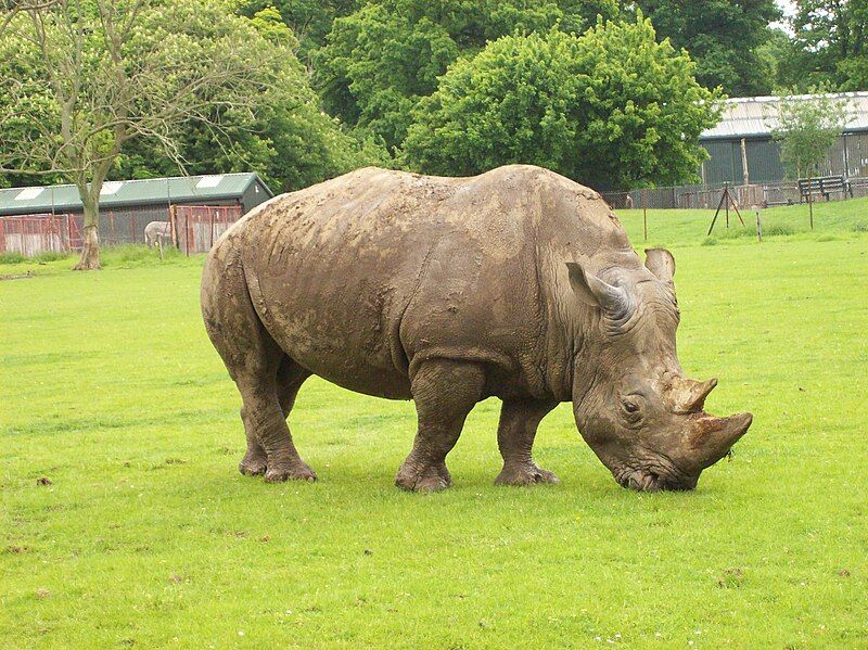 File:Rhino Whipsnade.jpg