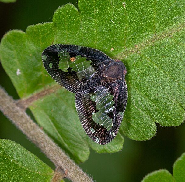 File:Ricanoptera fenestrata 261832858.jpg