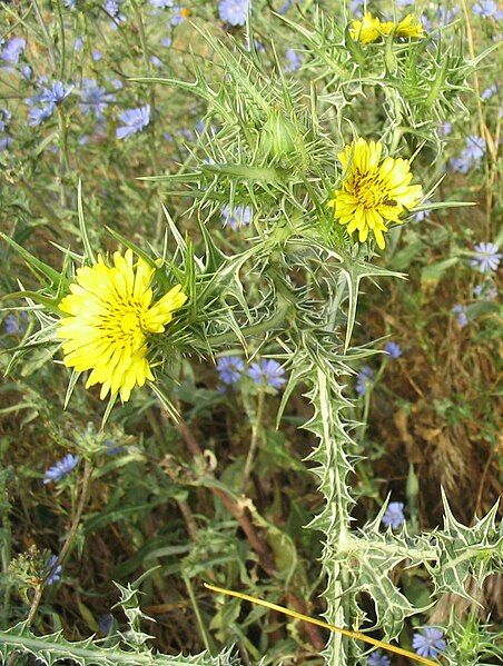 File:Scolymus maculatus.jpg