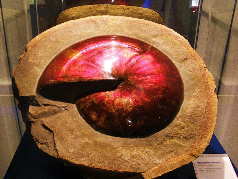 File:Sphenodiscus - opalized.jpg