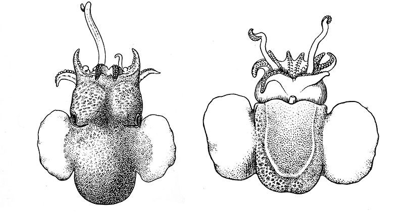 File:Stoloteuthis leucoptera.jpg