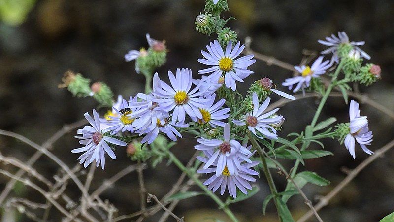 File:Symphyotrichum anomalum 158239358.jpg