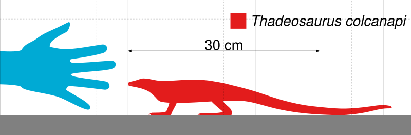 File:Thadeosaurus Scale.svg