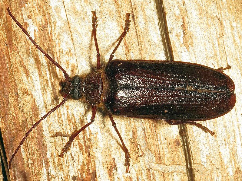 File:Tragosoma harrisii.jpg