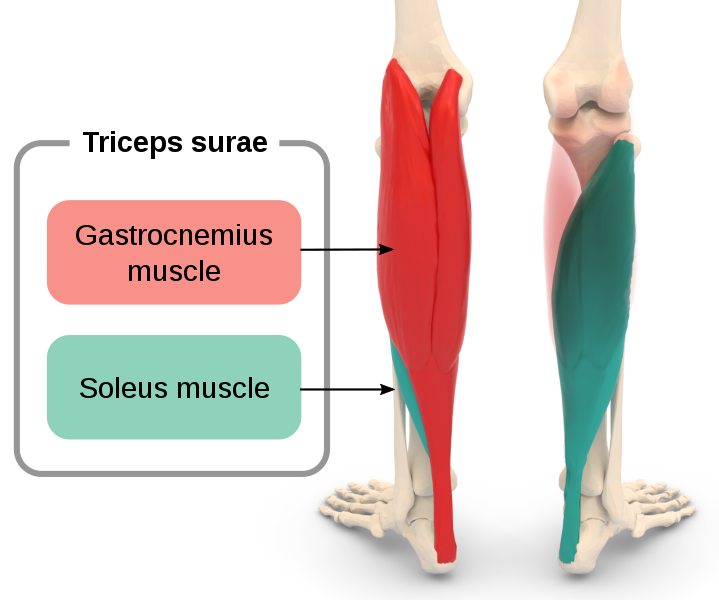 File:Triceps surae.svg