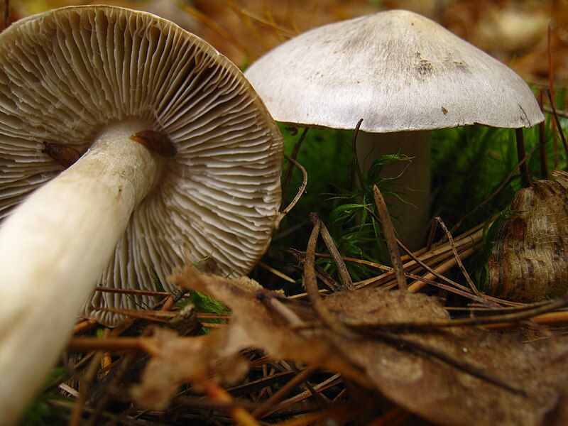 File:Tricholoma virgatum, Pembroke.jpg