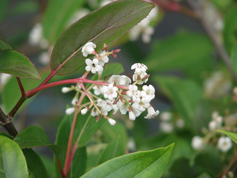 File:Viburnum erubescens (19287474918).jpg