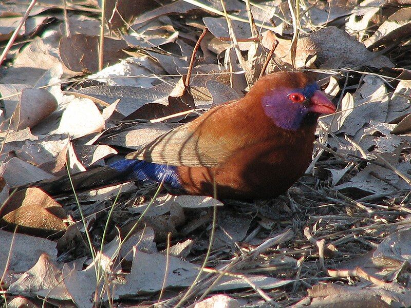 File:Violet-eared Waxbill.jpg