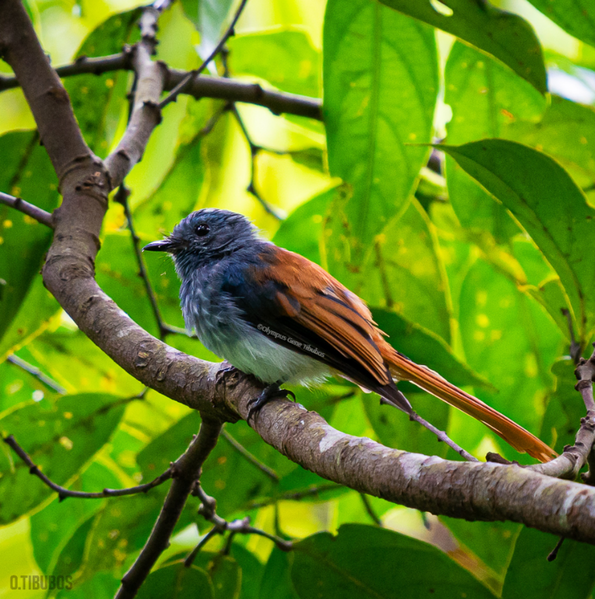 File:Visayan Fantail.png