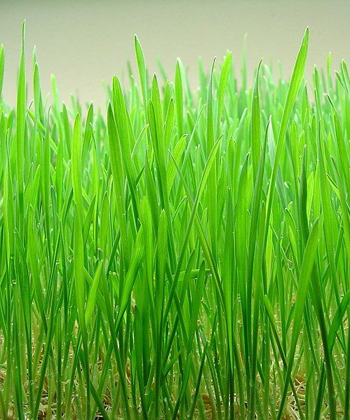 File:Wheatgrass.jpg