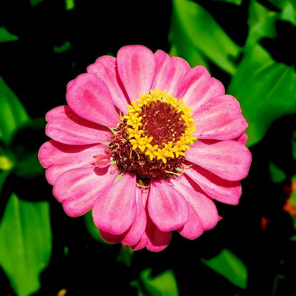 File:Zinnia elegans 1.jpg