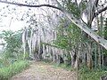 Image 21Laguna de Sonso tropical dry forest in Northern Andes (from Andes)