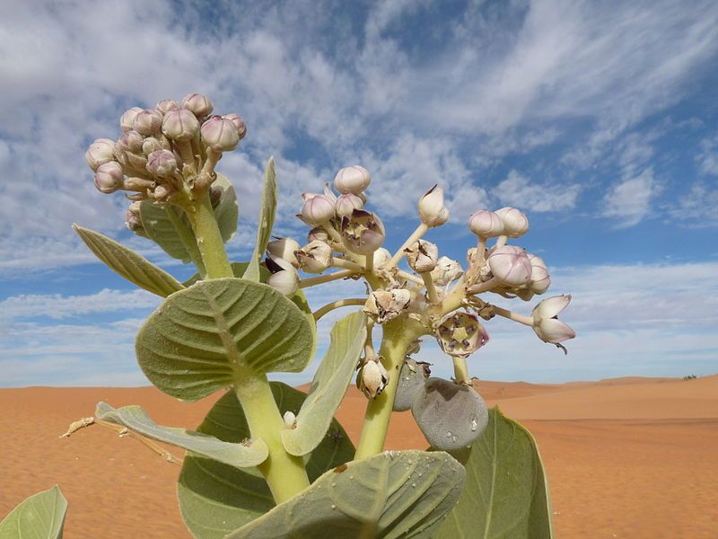 File:Adrar-Calotropis procera (1).JPG