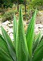 Agave gentryi