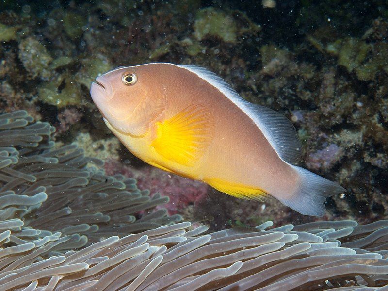 File:Amphiprion akallopisos 13376076.jpg