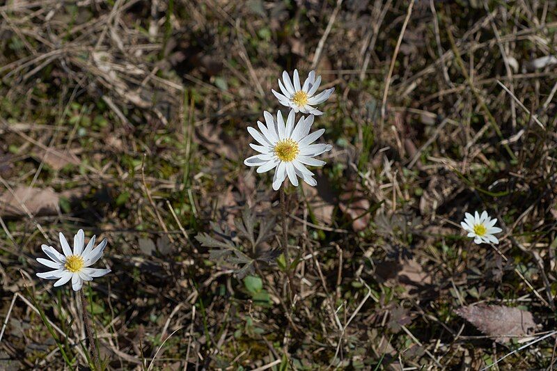 File:Anemone caroliniana Arkansas.jpg