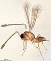 A tiny light brown insect with feathery wings; its body is around 0.4 mm long.