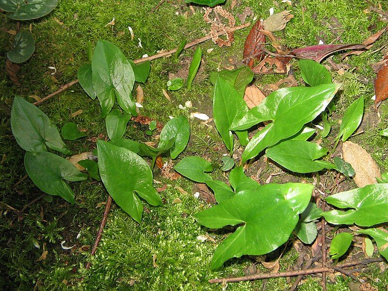 File:Arisarum proboscideum (leaves).jpg