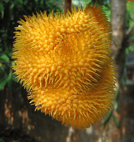 File:Artocarpus hirsutus fruit.jpg